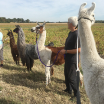 Alpaka Gruppen-Touren