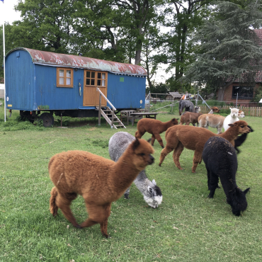 �bernachtung im Zirkuswagen