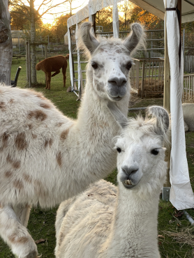 Alpaka & Lama Patenschaften