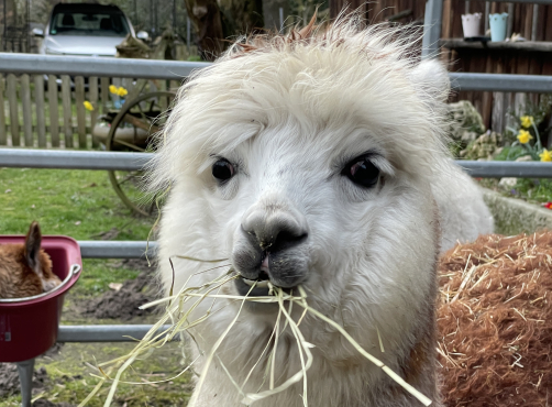 Geschenke f�r die Alpakas