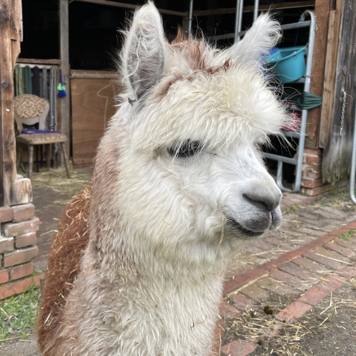 Gutschein Alpaka Wanderung f�r 1 zweite Person 2h