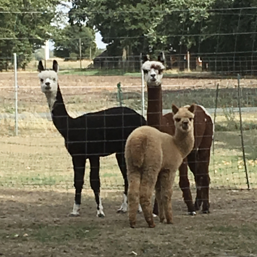 Gutschein Alpaka Wanderung mit Kaffeetrinken f�r eine Person 3h