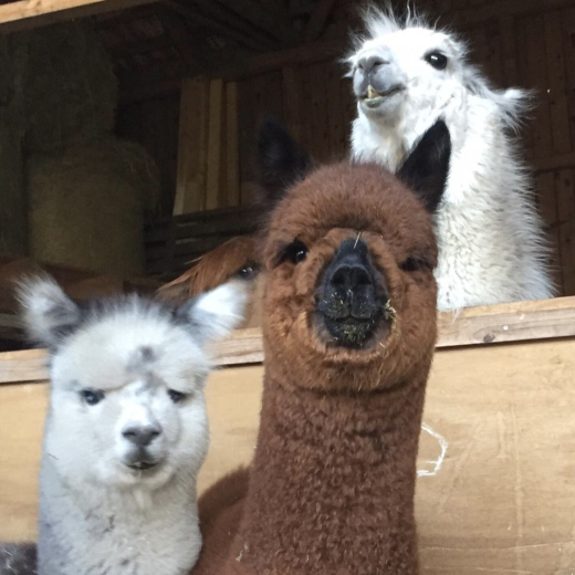 Gutschein Lama und Alpaka Meet & Greet f�r zwei Personen 3 Std.