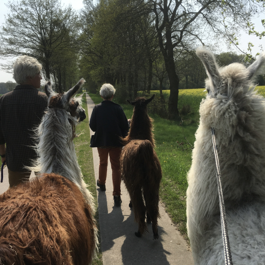 Gutschein Alpaka Wanderung f�r eine Person 2 Std.