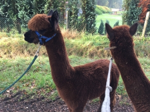 Gutschein Alpaka Wanderung f�r eine Person 2 Std.