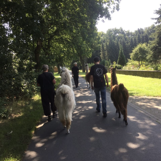 Gutschein Alpaka Wanderung f�r eine Person 2 Std.