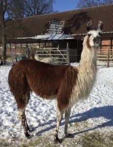 Patenschaft f�r Lama Spirit