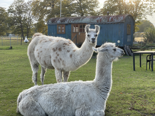 �bernachtung im Zirkuswagen auf der Alpakaweide f�r 2 Personen pro Nacht