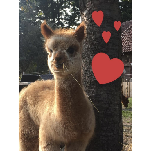 Gutschein Alpaka Wanderung Nur F�R EUCH ZWEI 2 Std.