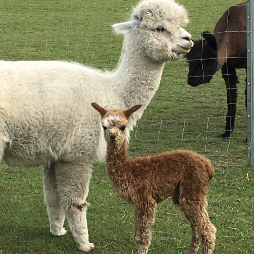 Gutschein Alpaka Wanderung Nur F�R EUCH ZWEI 2 Std.