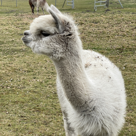 Patenschaft f�r Alpaka  SALLY