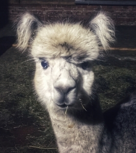 Patenschaft f�r Alpaka Sparkling Mango