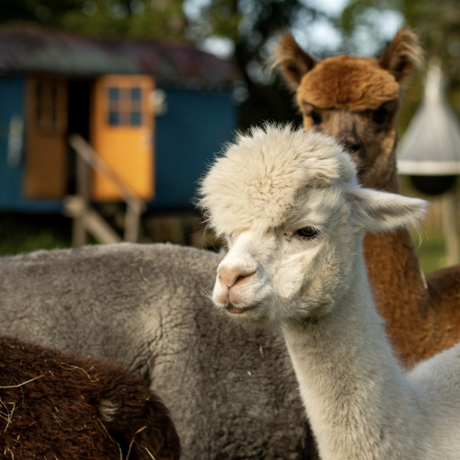 Wochenende auf der Alpakaweide mit Kind und Halbpension