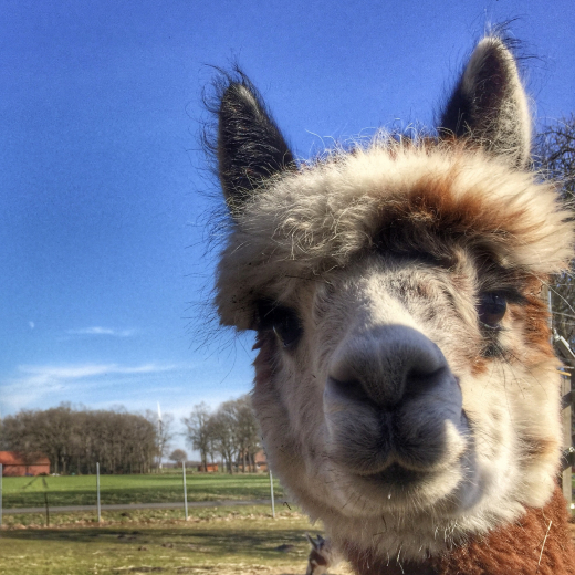 Patenschaft f�r Alpaka  HENRIK