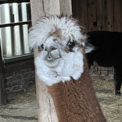 Patenschaft f�r Alpaka  HENRIK