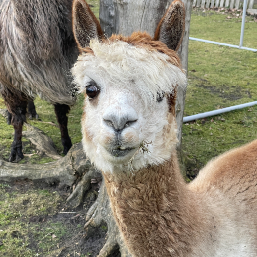 Patenschaft f�r Alpaka  GOLDEN GIRL