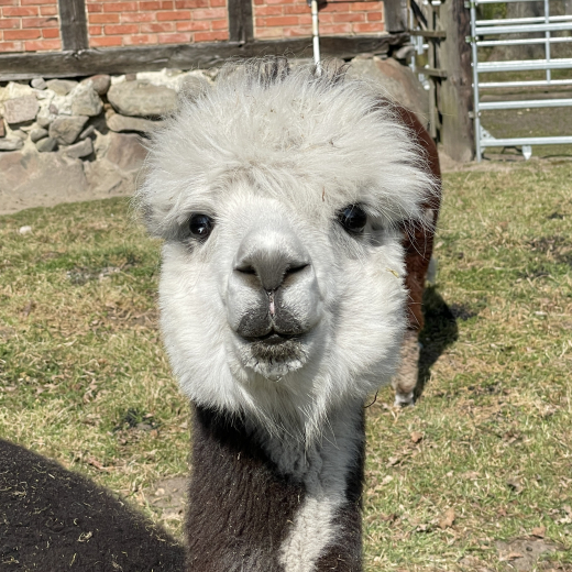 Patenschaft f�r Alpaka Mario