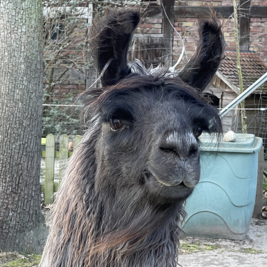 Patenschaft f�r Lama  MARACUJA