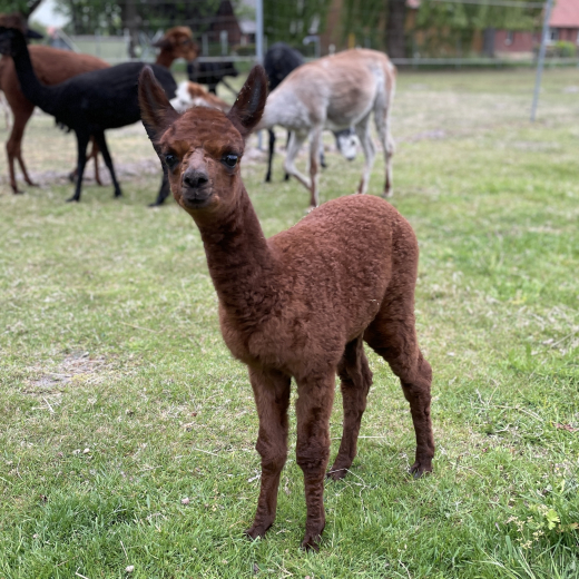 Gutschein Hoff�hrung f�r 1 weitere Person 30 Min.