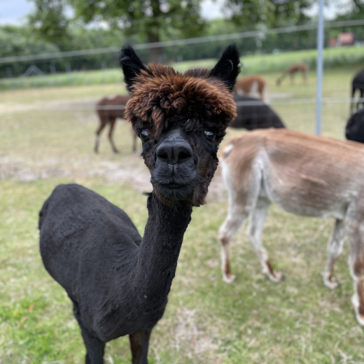 Gutschein Alpaka Wanderung mit Gl�hwein f�r eine Person 3h