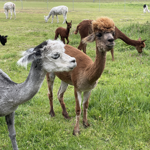 Gutschein Wanderung Kaffee f�r 1 zweite Person 3h