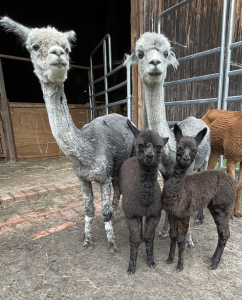 Patenschaft f�r Alpaka  ROSALIE