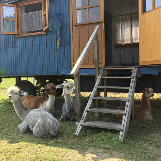 �bernachtung im Zirkuswagen auf der Alpakaweide f�r 3 Personen