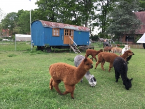 �bernachtung im Zirkuswagen auf der Alpakaweide f�r 3 Personen