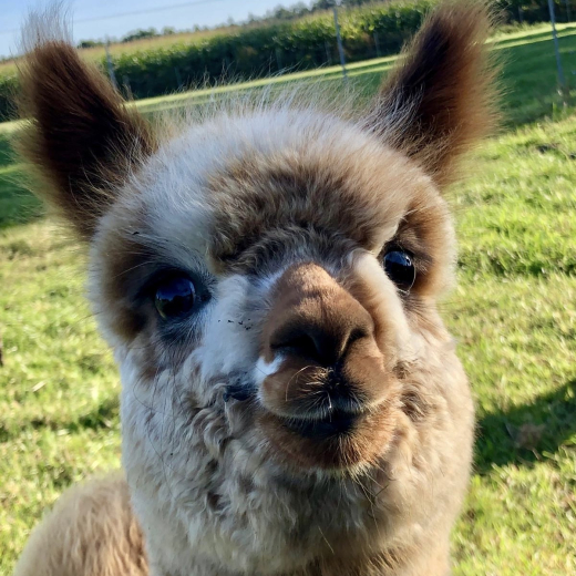 Wochenende auf der Alpakaweide mit Halbpension