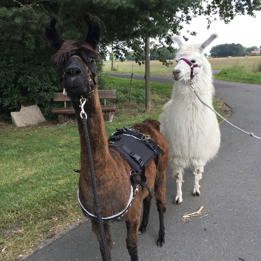 Gutschein Alpaka Wanderung NUR F�R DICH 2 Std.