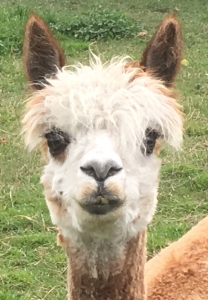 Wochenende auf der Alpakaweide mit Kind ab 7 Jahre und Halbpension