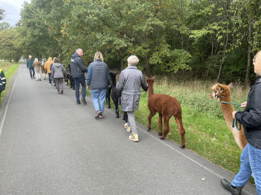 Gutschein Alpaka Wanderung am 12.7.2026 um 10.30 Uhr