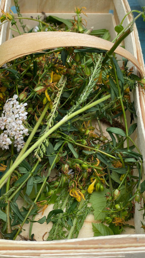 Alpaka Kr�uterwanderung am 23.5.2027