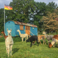 �bernachtung im Zirkuswagen auf der Alpakaweide f�r 2 Personen pro Nacht
