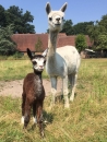 Patenschaft f�r Alpaka  SALLY