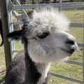 Patenschaft f�r Alpaka Mario