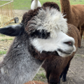 Patenschaft f�r Alpaka  SALOME