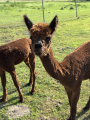 Gutschein Alpaka Wanderung Nur F�R EUCH DREI 2 Std.