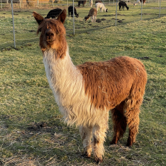 Patenschaft f�r Alpaka  HENRYETTE