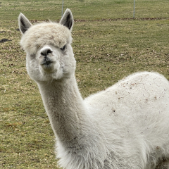 Patenschaft f�r Alpaka  SALLY