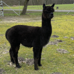 Patenschaft f�r Alpaka  THUNDER