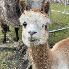 Patenschaft f�r Alpaka  GOLDEN GIRL