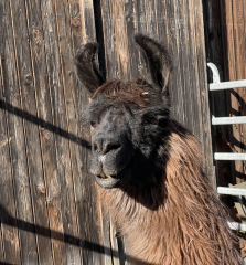 Patenschaft f�r Lama  CHICA