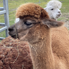 Patenschaft f�r Alpaka  Amber