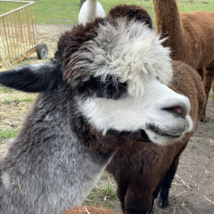 Patenschaft f�r Alpaka  SALOME