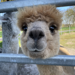 Patenschaft f�r Alpaka Stormdancer