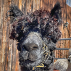 Patenschaft f�r Alpaka  HENRY