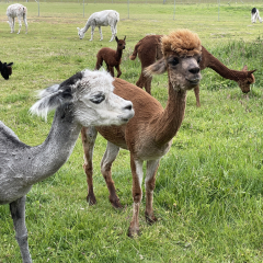 Gutschein Wanderung Kaffee f�r 1 zweite Person 3h