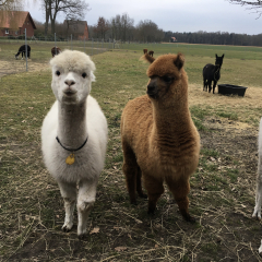 Gutschein Mit Alpakas on Tour als Familie(4 Pers.)