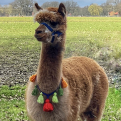 Gutschein Wanderung Gl�hwein f�r 1 zweite Person 3h